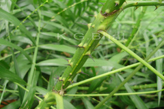 Calamus rotang